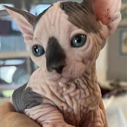 Male White Sphynx Kitten Available Now in Okeechobee, fl