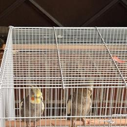 Cockatiel Pair for Rehoming in Columbus, oh