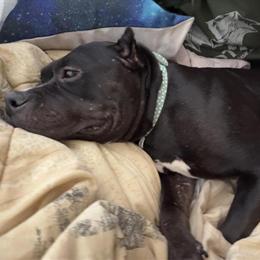 Bully Female Dog Free to Good Home in Scottsburg, in