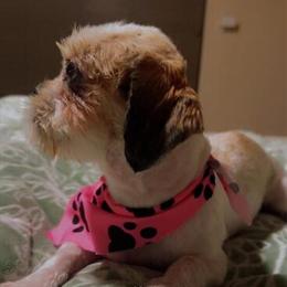 Free Female Shih Tzu Looking for a Loving Home in Albuquerque, nm