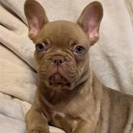 French Bulldog Puppies Available for New Families in Virginia Beach, va