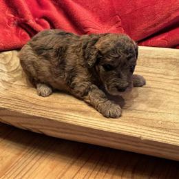 Goldendoodles for Adoption - 4 Weeks Old in Sidney, oh
