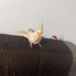 Cockatiel Baby for Pickup in Brooklyn, ny