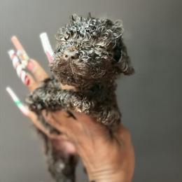 Standard AKC Poodles for $750 in Orangeburg, sc