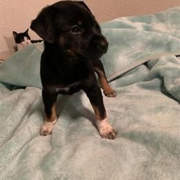 Unique Midnight Guardian Hybrid Puppies for Sale in Tracy, ca