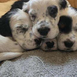 Ryman Setter Puppies Ready for New Homes in July or August in Milford, mi