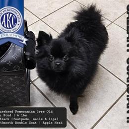 Pomsky Stud for Rehoming - 6 Months Old, 7lbs in Battle Creek, mi