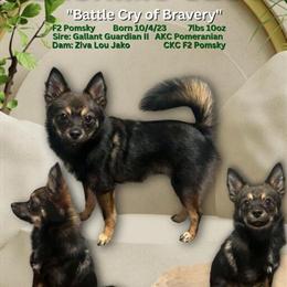 Pomsky & Kleesky Stud Service Available in Battle Creek, mi