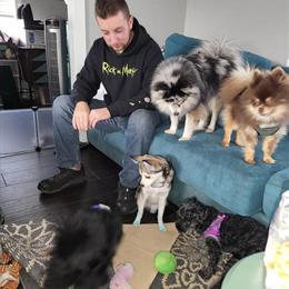 Pomsky Proven Stud, 2 Years Old, Seeking Small Female Husky or Shepherd in Battle Creek, mi