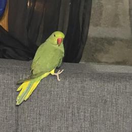 Indian Ringneck Male Bird Ready for New Home in Brooklyn, ny
