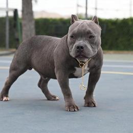 Male American Bully Looking for a Good Home in Porterville, ca