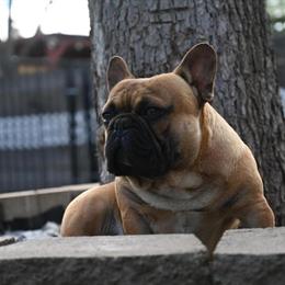 French Bulldog Stud Service Available in Porterville, ca