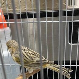 Canaries for Sale - Males and Females Available in La Grange, il