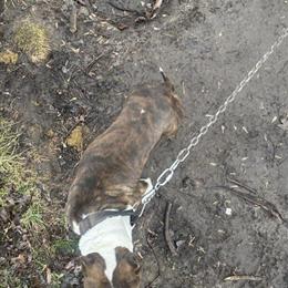 2 Year Old Male Pitbull Available for Rehoming in Saginaw, mi