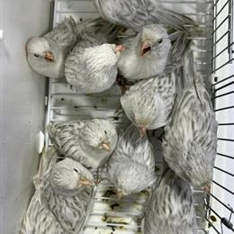 Color Canary - Italian Blood Yellow Silver Opal White Opal in La Grange, il