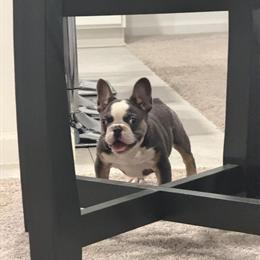 Panda French Bulldog Male Ready for New Home in Halls, tn