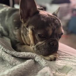 Merle French Bulldog Male for Stud - 1 Year Old in Whiteland, in