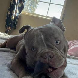 Micro Georgia Bully Available for Stud in Whiteland, in