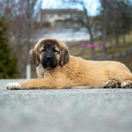 Fila Brasileiro puppies available in Newburgh, ny