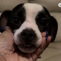 Chihuahua Mix Pee Wee – Sweet 2-Year-Old Companion Looking for a Loving Home in Forest Park, ga