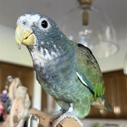 6 Month Old Female White Capped Pionus Bird for Adoption in Temecula, ca