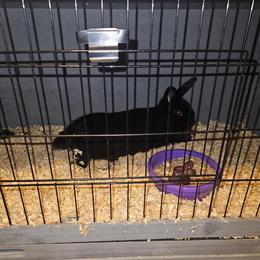 Friendly Short Haired Rabbits for Rehoming in Zanesville, oh