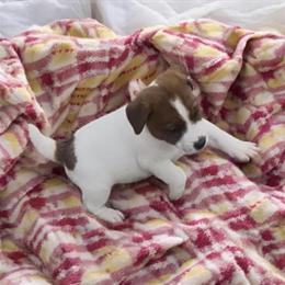 Jack Russell Terrier with Tan Markings Available in Nashville, nc