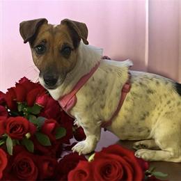 Russell Terrier Adult Looking for Forever Home in Nashville, nc