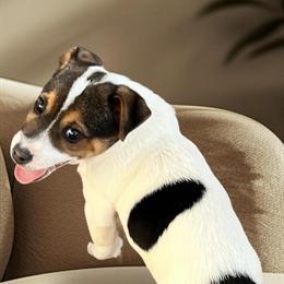 Jack Russell Terrier Male Shorty Available in Nashville, nc