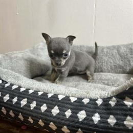 Chihuahua Puppy for Sale in Perry, fl