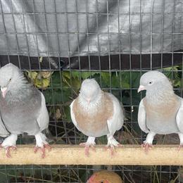 Turkish Tumblers and Afgani Pigeons for Sale in Dearborn Heights, mi