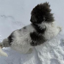 Female Akita Puppy Ready to Go Home in Strongsville, oh