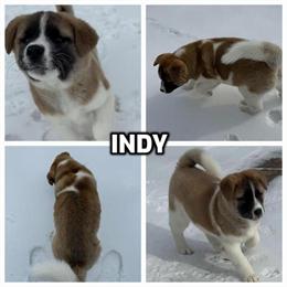 Female Akita Puppy Ready to Go Home in Strongsville, oh