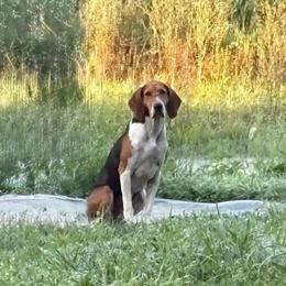 Treeing Walker Coonhound - 1 Female Available in Norwalk, oh