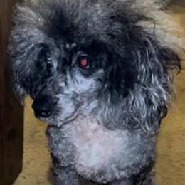 Toy Poodle Stud Services Offered in Richmond, va