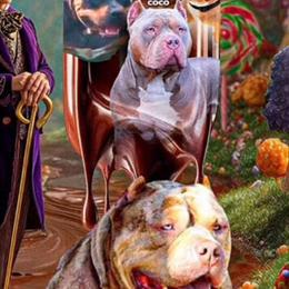 American Bully XL Puppies Available for Deposit in King George, va