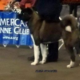 Akita Puppies for Sale in Cincinnati, oh
