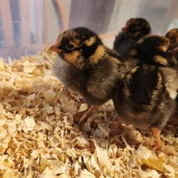 Gold Laced Wyandotte Chicks for Sale in Murphy, NC in Charlotte, nc