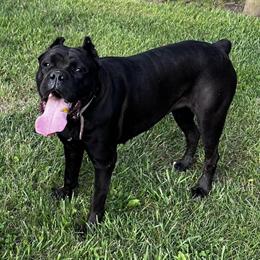 Cane Corso puppies available in April 2026 in Massillon, oh