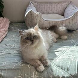 Ragdoll and Himalayan Cats for Adoption in Detroit, mi