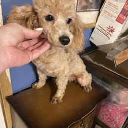 Red Female Toy Poodle Available in Danville, va