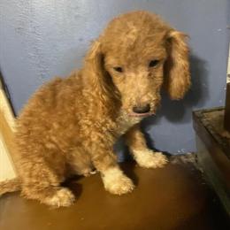 Red Male Toy Poodle Available in Danville, va