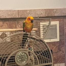 Jenday Conure Pepper Needs a New Home in Allentown, pa