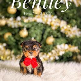 Yorkshire Terriers Ready for Forever Homes in Lansing, il