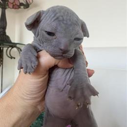 Sphynx Kittens Available from Tica-Registered Cattery in Sandown, nh