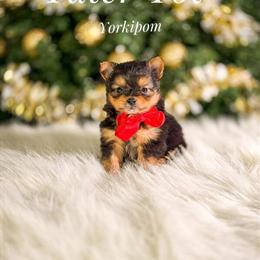 Yorkipoms Ready for Forever Homes in Lansing, il