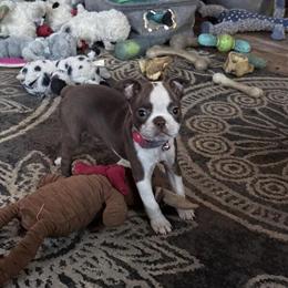 Boston Terrier - Female, 1 Year Old, Liver and White in Terre Haute, in