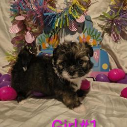 Shih Tzu puppies available, 2 boys and 2 girls ready April 1st in Mannford, ok