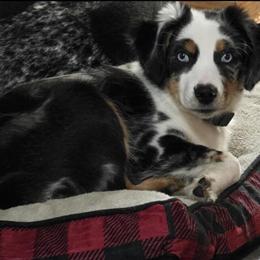 Miniature Australian Shepherd Puppy in Milaca, mn