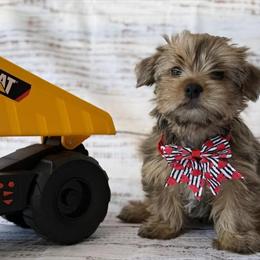 Yorkshire Terrier Puppy Looking for a Loving Home in Venice, fl